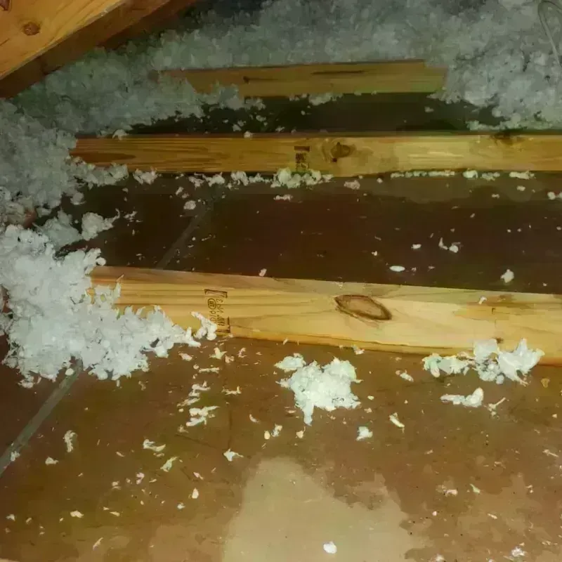 Attic Water Damage in Black River Falls, WI