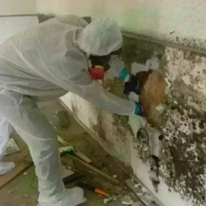 Mold Remediation and Removal in Black River Falls, WI